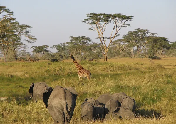 Akagera National Park - Rhinos